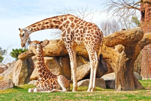 Nairobi : safari urbain avec déjeuner et apéritif sur un rooftop