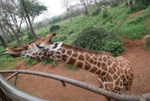 Nairobi: Besøk Giraffe Center med Kazuri Beads Factory