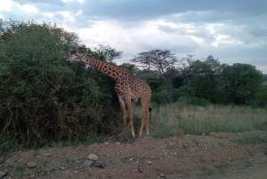 Nairobi: Besøk Giraffe Center med Kazuri Beads Factory