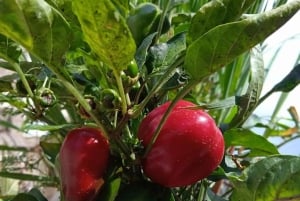 Nairobi: Guidet tur på Wakulima-markedet med henting på hotellet