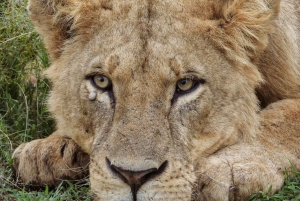 Nairobi: Wildlife Sites Day Tour with Sunrise Game Drive