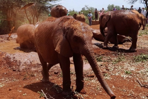 Nairobi: Wildlife Sites Day Tour with Sunrise Game Drive