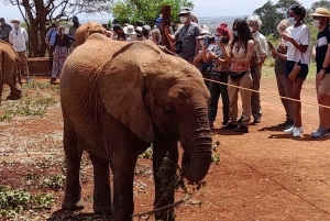 Nairobi: Wildlife Sites Day Tour with Sunrise Game Drive