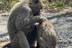 Nairobi: Wildlife Sites Day Tour with Sunrise Game Drive