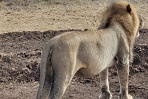 Nairobi: Wildlife Sites Day Tour with Sunrise Game Drive