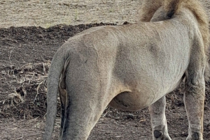 Nairobi: Wildlife Sites Day Tour with Sunrise Game Drive