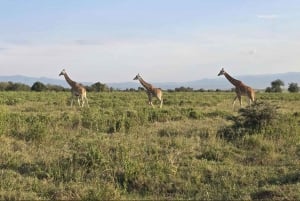 Naivasha: Bike ride through nature, HellsGate National Park