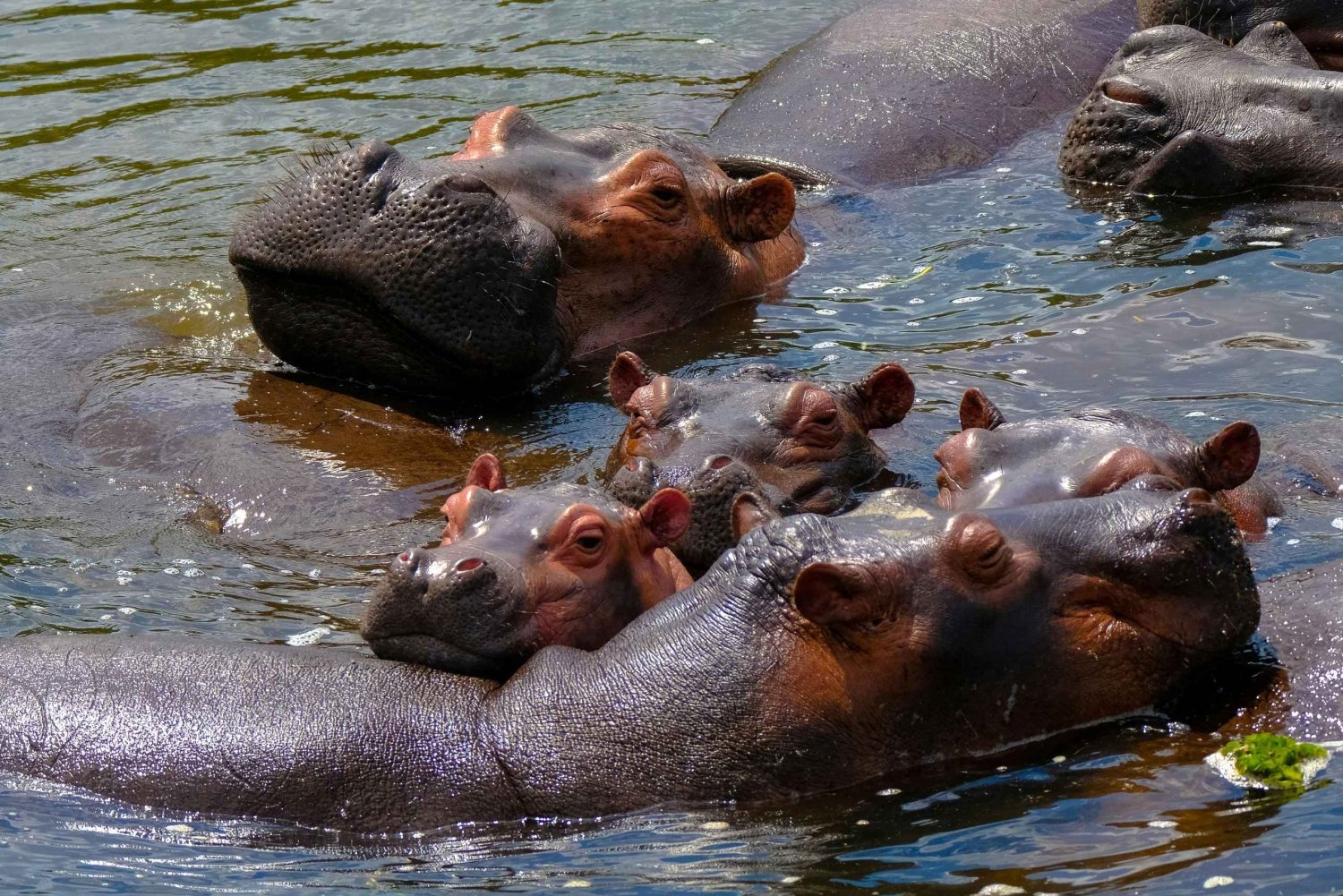 Naivasha: Passeio de barco e tour guiado à Ilha Crescent