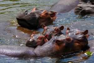 Naivasha: Passeio de barco e tour guiado à Ilha Crescent