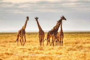 Naivasha: Passeio de barco e tour guiado à Ilha Crescent