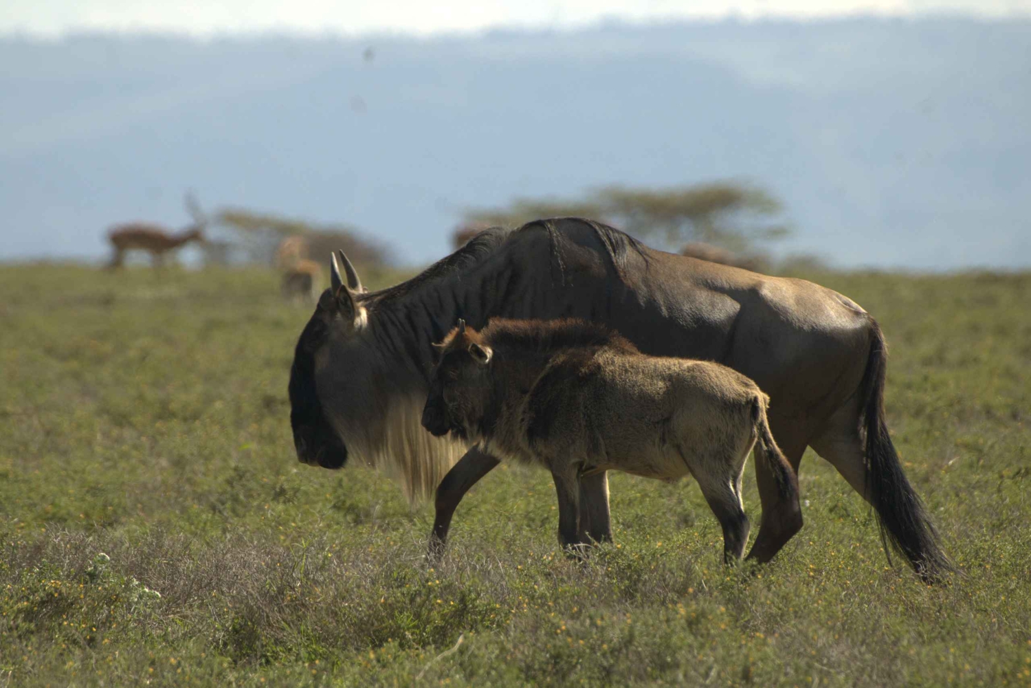Safari piesze na wyspie Crescent Island w Naivasha i wycieczka rowerowa przez Hell's Gate
