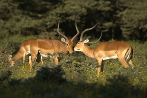 Safari piesze na wyspie Crescent Island w Naivasha i wycieczka rowerowa przez Hell's Gate