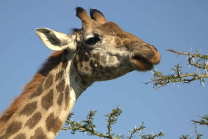 Safari piesze na wyspie Crescent Island w Naivasha i wycieczka rowerowa przez Hell's Gate