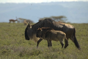 Safari piesze na wyspie Crescent Island w Naivasha i wycieczka rowerowa przez Hell's Gate
