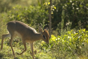 Safari piesze na wyspie Crescent Island w Naivasha i wycieczka rowerowa przez Hell's Gate