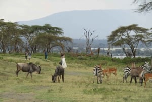 From Nairobi to Lake Naivasha Day Trip (Hells Gate visit)