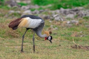 Naivasha : lac Naivasha et parc national de Hell's Gate