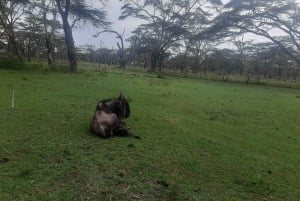 Naivasha : lac Naivasha et parc national de Hell's Gate