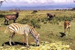 Naivasha: Savannah Park Guided Game Drive and Walking Tour