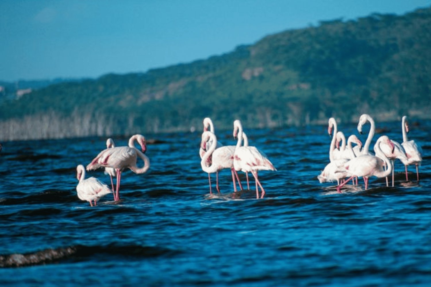 Nakuru: 3 Days Lake Nakuru National Park