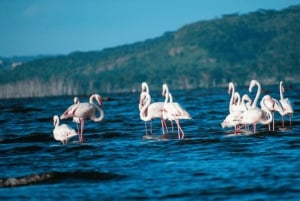 Nakuru: 3 días en el Parque Nacional del Lago Nakuru