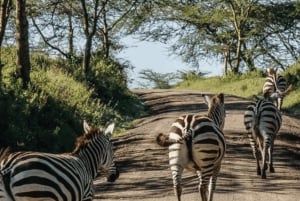 Nakuru: 3 días en el Parque Nacional del Lago Nakuru