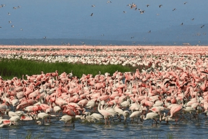 Nakuru: 3 días en el Parque Nacional del Lago Nakuru