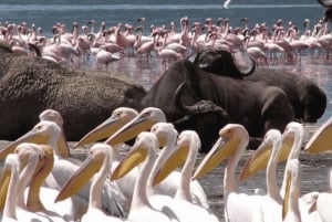 Nakuru: 3 días en el Parque Nacional del Lago Nakuru