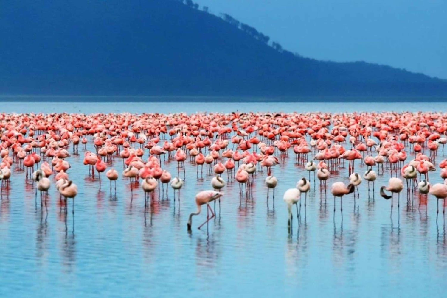 Nakuru National Park Day Trip