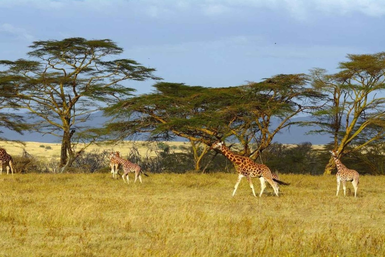 Nakuru National Park Day Trip