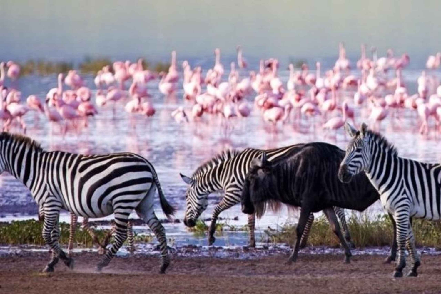 Nakuru National Park Day Trip