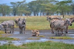 Nakuru National Park Day Trip