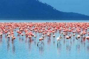 Nakuru National Park Day Trip