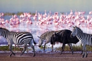 Nakuru National Park Day Trip