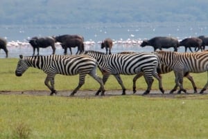 Nakuru National Park Day Trip