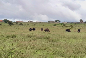 Nakuru the Explorer (Naivasha og Nakuru på 2 dager)