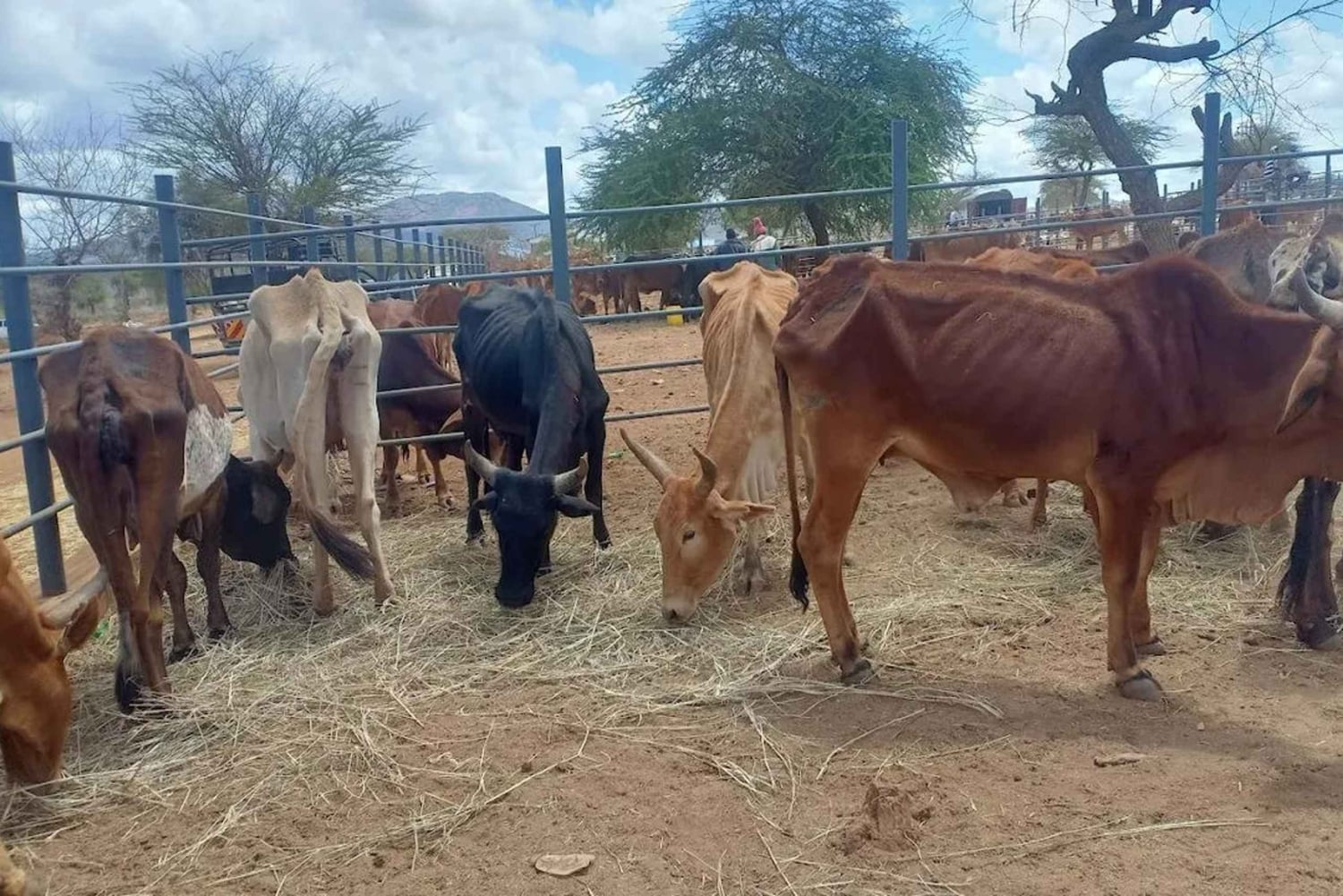 Namanga: Maasai Cattle Market Tour with Breakfast