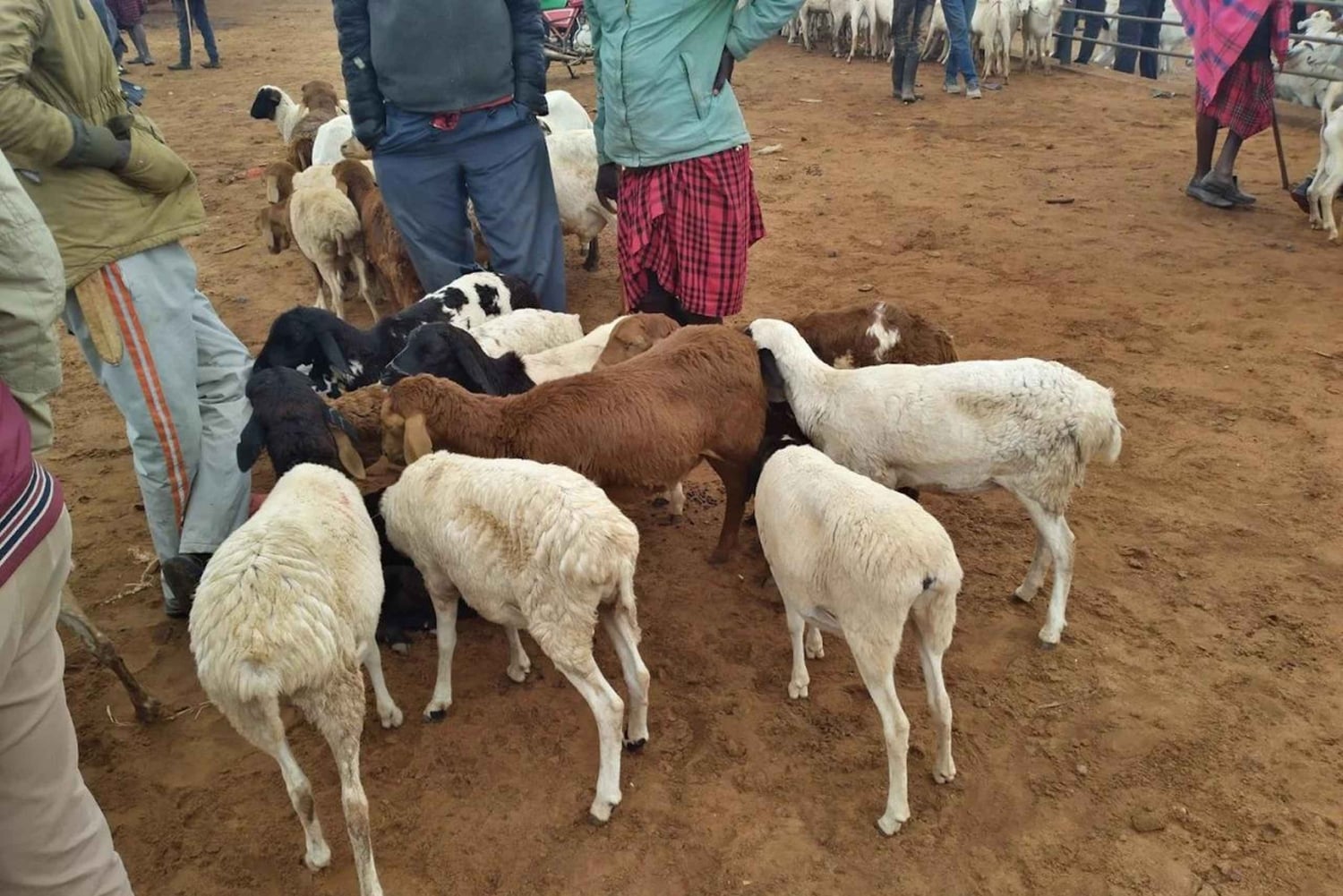 Namanga: Maasai Cattle Market Tour with Breakfast