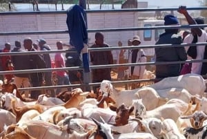 Namanga: Maasai Cattle Market Tour with Breakfast