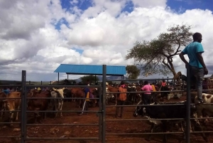 Namanga: Maasai Cattle Market Tour with Breakfast