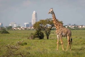 Excursão de um dia ao Parque Nacional, Bebê Elefante e Centro de Girafas