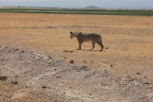 Wieczorna przejażdżka po Parku Narodowym i kolacja w hotelu Safari Park