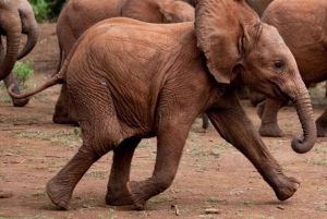 Parque Nacional, Centro de Jirafas y Elefante Bebé en Nairobi
