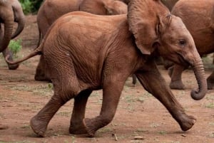 Parc national, centre des girafes et bébé éléphant à Nairobi