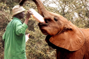 Parque Nacional, Centro de Jirafas y Elefante Bebé en Nairobi