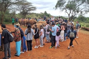 Nationalpark, Giraffenzentrum und Elefantenbaby in Nairobi