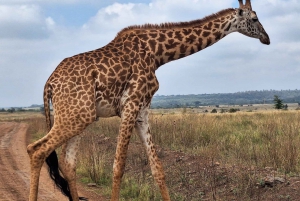 Kansallispuisto, kirahvikeskus ja vauvaelefantti Nairobissa