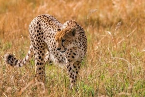 Parque nacional, Giraffe Center e bebê elefante em Nairóbi