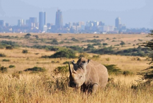 Parc national, centre des girafes et bébé éléphant à Nairobi