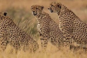 Nasjonalpark, sjiraffsenter og elefantunger i Nairobi